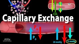 Capillary Exchange and Edema Animation [upl. by Tatiania]