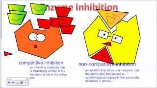 Enzyme Inhibition IB Biology [upl. by Edas]