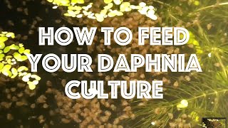 How To Feed Your Daphnia Culture [upl. by Dabbs]