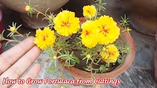 How to Grow Portulaca from Cuttings [upl. by Tnomel]