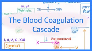 The Blood Coagulation Cascade Intrinsic Extrinsic amp Common Pathways [upl. by Ameekahs]