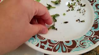 Collecting Portulaca Seeds  Seed Saving [upl. by Zeus388]