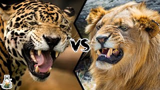 JAGUAR VS LION  Who will win this battle [upl. by Enneite]