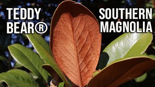 🌳Teddy Bear® Southern Magnolia  Fragrant Evergreen Native [upl. by Godber448]