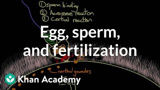 Egg sperm and fertilization  Behavior  MCAT  Khan Academy [upl. by Direj764]