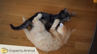 Divertidos gatos peleando como locos  funny cats fighting [upl. by Etteniotnna262]