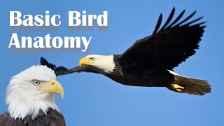 Basic Bird Anatomy [upl. by Tobin463]