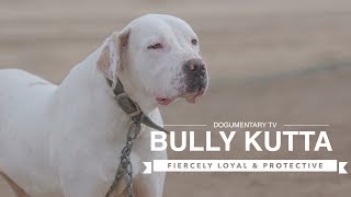 BULLY KUTTA The Fiercely LOYAL Breed You Need to Know [upl. by Thorfinn370]