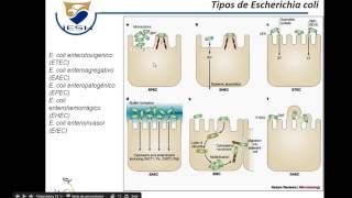 Fisiopatologia de la Diarrea [upl. by Adnahsed]