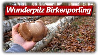 Birkenporling Ötzi Heilpilz sammeln  Merkmale Verwechslung Verwendung [upl. by Rengia665]