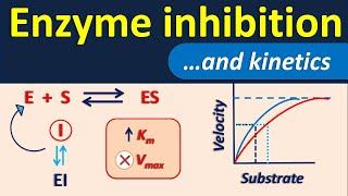 Enzyme inhibition and its kinetics [upl. by Niabi]