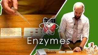 Enzymes  GCSE Science Required Practical [upl. by Artamas463]