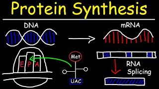 Transcription and Translation  Protein Synthesis From DNA  Biology [upl. by Ainollopa500]