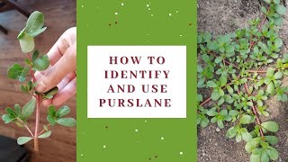 How to identify and use purslane [upl. by Absa]