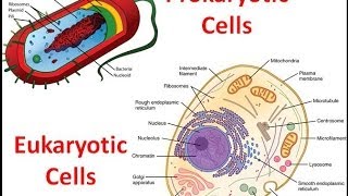 Prokaryotes vs Eukaryotes [upl. by Rutherford]