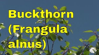 Trees Frangula alnus alder buckthorn glossy buckthorn or breaking buckthorn tree identification uk [upl. by Yenot335]