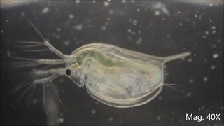 Daphnia magna under the Microscope [upl. by Aleece114]