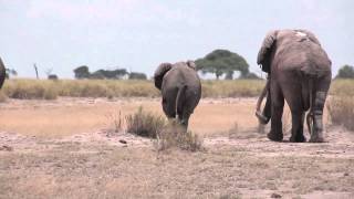 Elephant mating season in Amboseli Kenya [upl. by Lokin144]