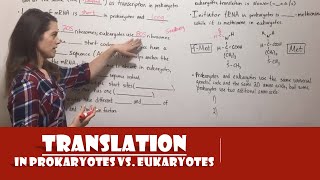 Translation in Prokaryotes vs Eukaryotes [upl. by Goltz]