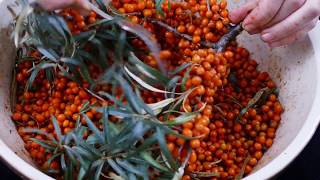 Simple Sea buckthorn recipes  Part 1 [upl. by Vivianne]