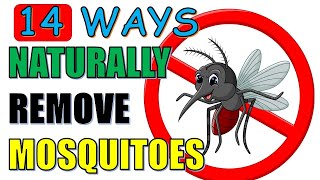 14 Natural Ways To Get Rid of Mosquitoes Effectively [upl. by Nylsoj361]