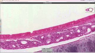 Histology of the trachea [upl. by Hooker674]