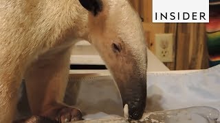 How Anteaters Eat [upl. by Trillbee]