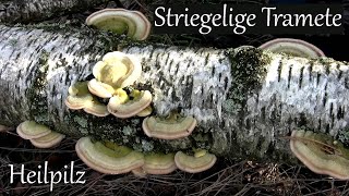 Heilpilz Striegelige Tramete  Vitalpilze [upl. by Naeerb487]