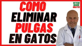 🟢 Cómo Acabar con las PULGAS de mi Gato 🟢 5 Remedios Caseros Contra las Pulgas en gatos Bebés [upl. by Aseram]