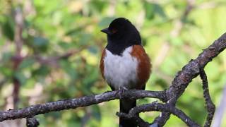 Spotted Towhee Singing A Song [upl. by Ettebab557]