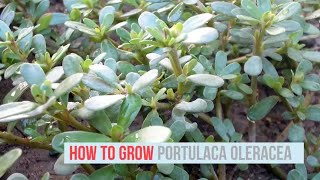 Portulaca oleracea Growing Guide Common Purslane by GardenersHQ [upl. by Sherrer]