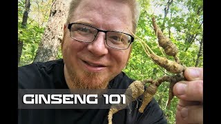 Ginseng 101  Where to Find  How to Harvest [upl. by Tolmach]