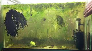 Scuds Daphnia Cherry Shrimp Copepods My aquatic food culture [upl. by Virginia792]