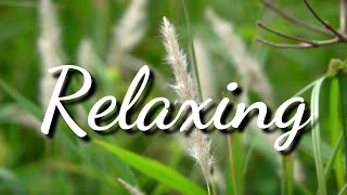 1 Minute Relaxing Music  Peaceful Ambient  Stress Relief  Nature Background  Meditation [upl. by Jonati]