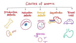 Anemia  Causes and Mechanisms  Fatigue and Pallor  Hematology Series [upl. by Elberfeld767]