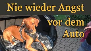 Wie Hunde die Angst vor dem Auto spielend überwinden Live Training [upl. by Otxilac972]