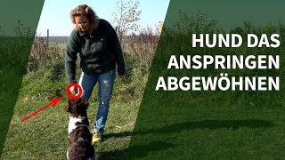 Hund das Anspringen abgewöhnen ► Praxisvideo Hunde trainieren [upl. by Thomey]