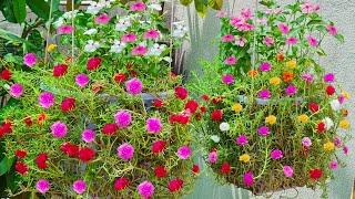 How to grow beautiful Portulaca Grandiflora flower in hanging Pots Portulaca Grandiflora Cuttings [upl. by Osei]