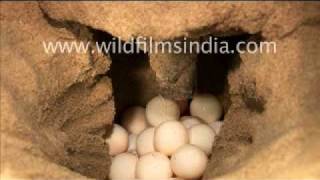 Olive Ridley Turtle laying eggs [upl. by Hayyikaz]