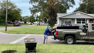 Planting a Little Gem Southern Magnolia tree [upl. by Diego932]