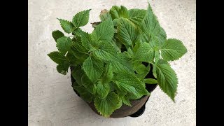 Propagating Green Shiso  Store Bought Green Perilla [upl. by Gnous]