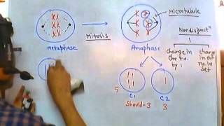 Nondisjunction of chromosome [upl. by Euqininod]