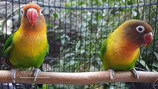 Lovebird Singing amp Chirping Sounds  Green Fischer Pair [upl. by Ahsika]