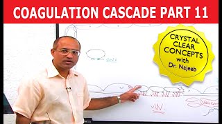 Coagulation Cascade  Part 1112 [upl. by Dinah]