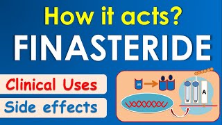 Finasteride  How it acts  Mechanism side effects amp uses [upl. by Notgnillew]