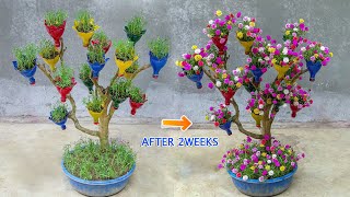 DIY beautiful Portulaca MossRose flower garden on dry branches  Ideas Creative [upl. by Novick]