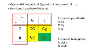 Genetica 2 Esercizi sulle leggi di Mendel [upl. by Akilegna914]