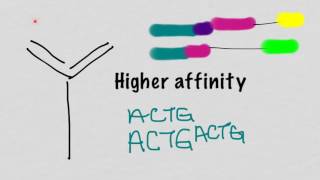 Somatic Hypermutation And Affinity Maturation [upl. by Clary746]