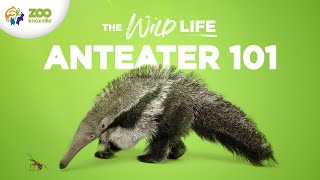 Everything to Know About Caring for GIANT ANTEATERS  The Wild Life [upl. by Yarb]