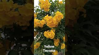 Yellow Tecoma flowering plant yellow bell flower plant shorts gardening plantlife [upl. by Acisse]